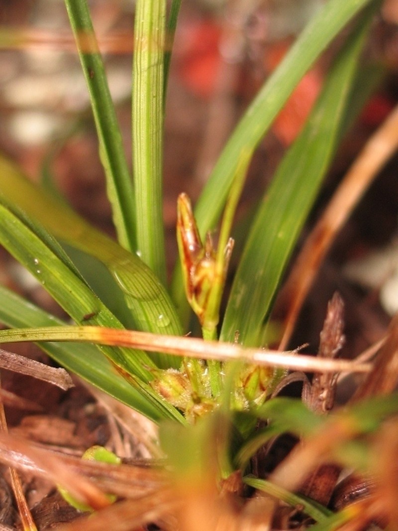 Carex zikae photo 8