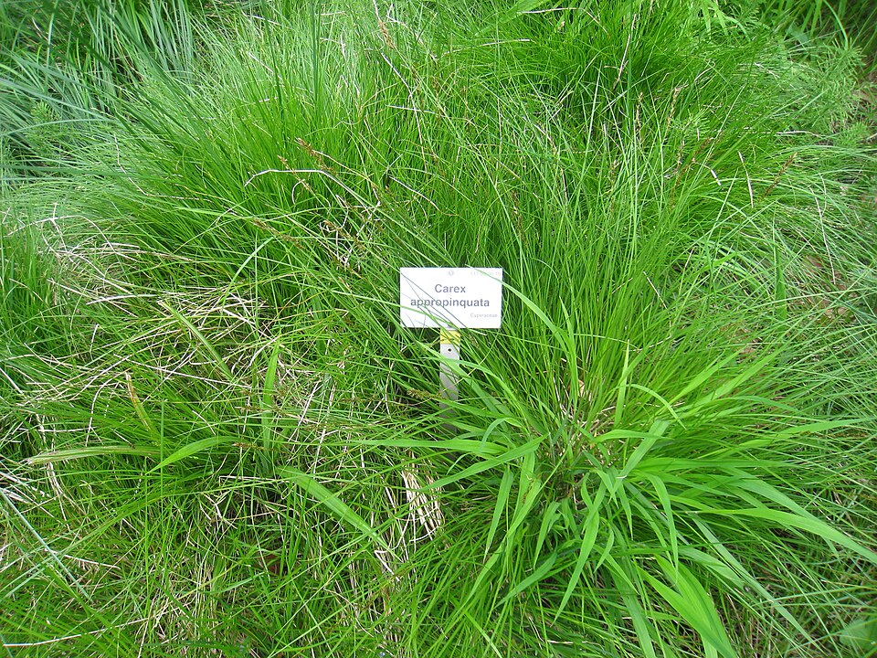 Sedge