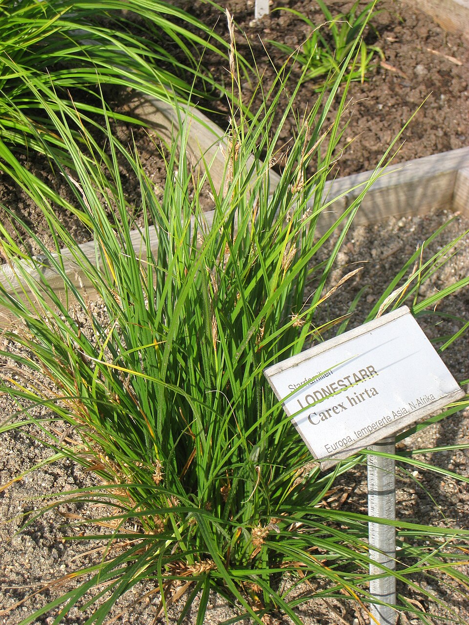 Sedge photo 3