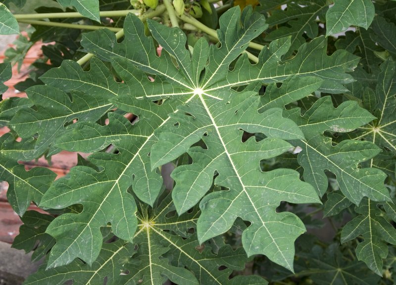 Papaya photo 2