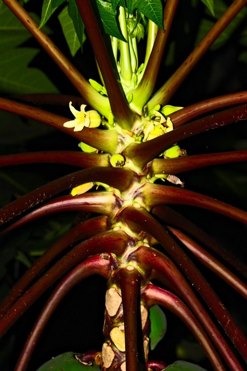 Papaya photo 4