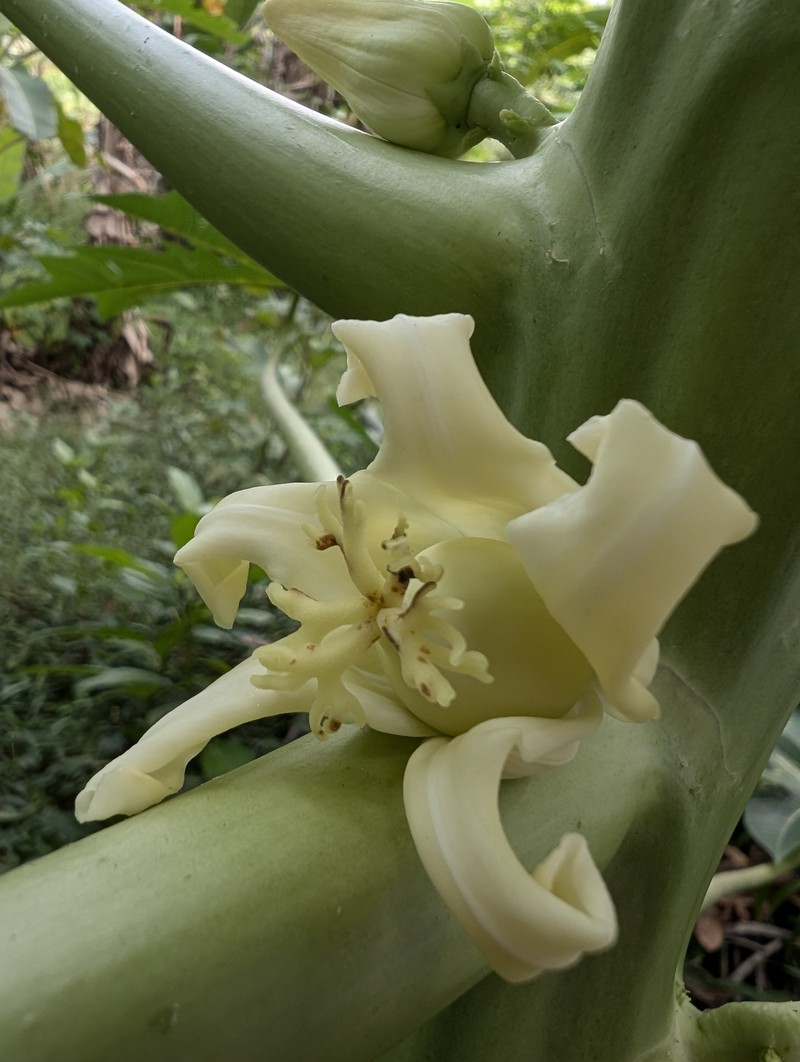 Papaya photo 5