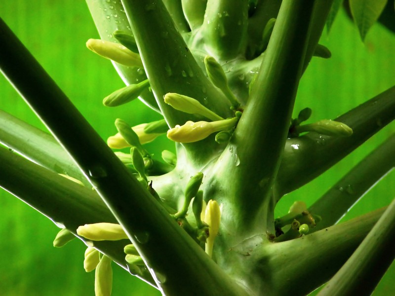Papaya photo 6