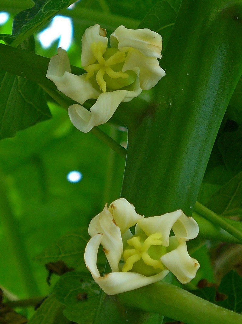 Papaya photo 7