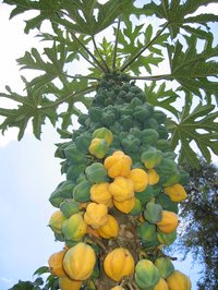 Mountain Papaya