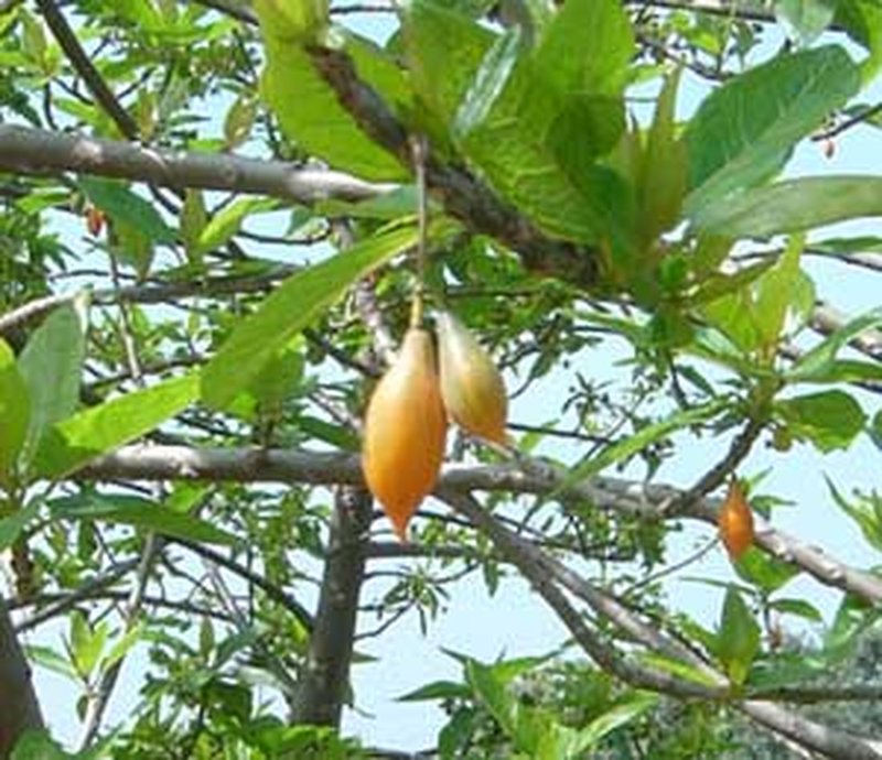 Oakleaf Carica