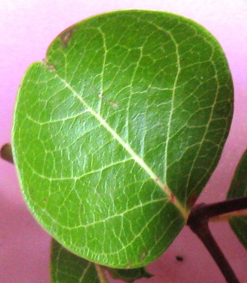 Karanda photo 2