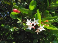 Karanda