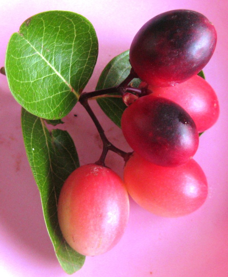 Karanda photo 5