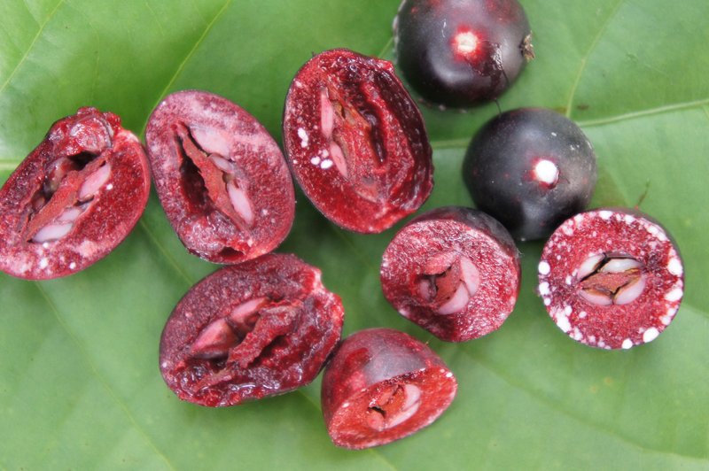 Karanda photo 6
