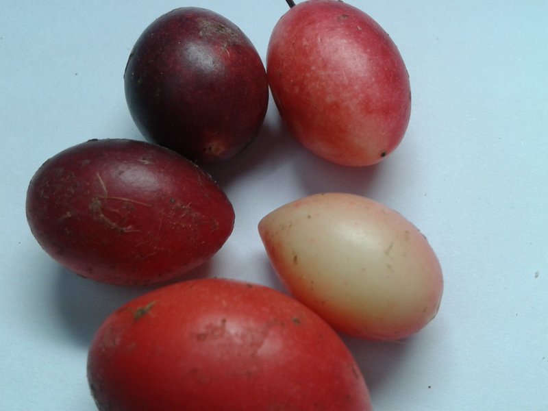 Karanda photo 7