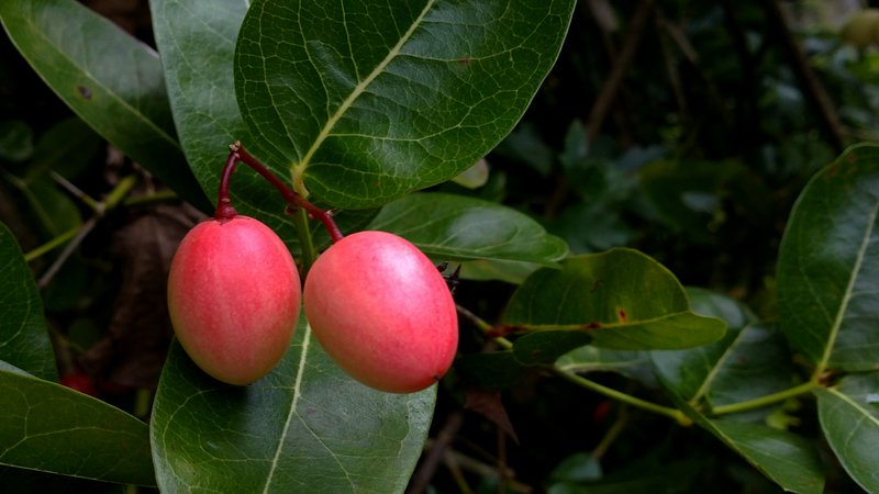 Karanda photo 8