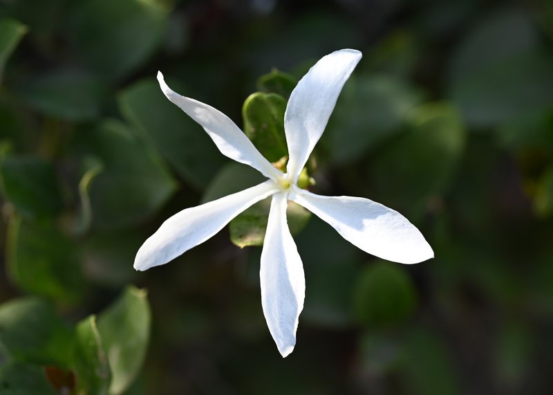 Amatungulu photo 3
