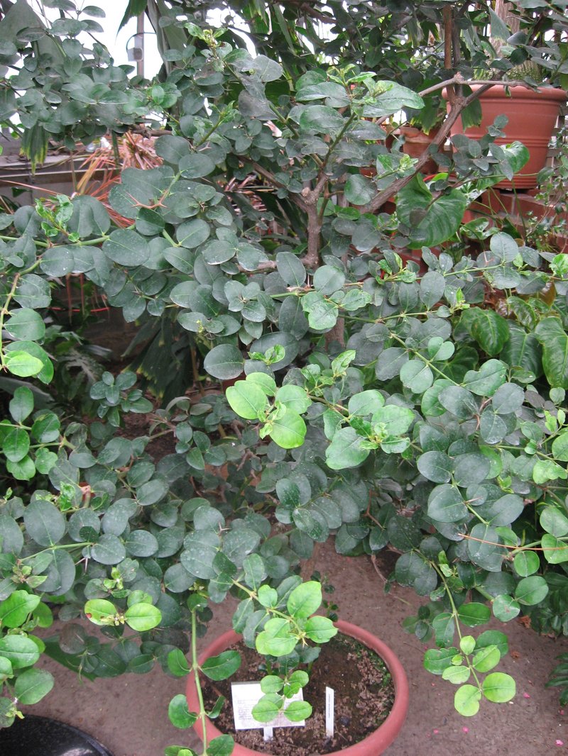 Amatungulu photo 4