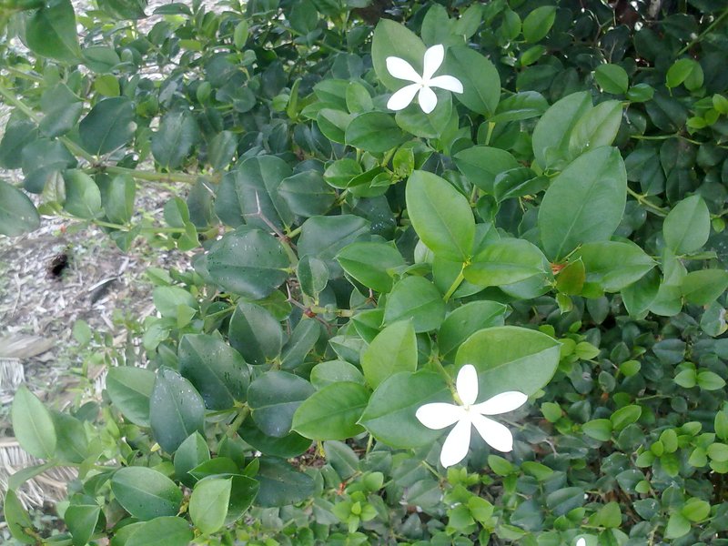 Amatungulu photo 7