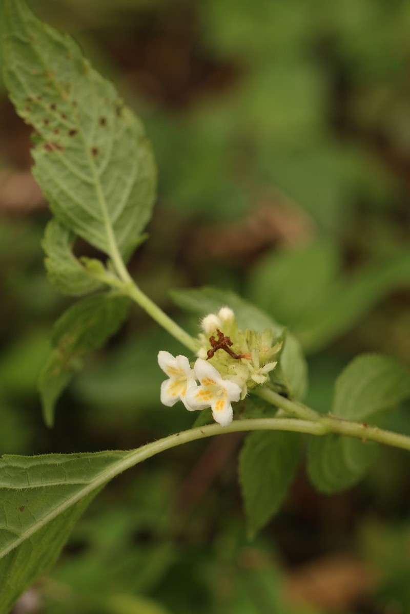 Carlemannia congesta