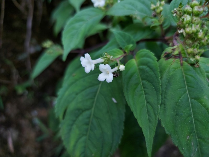Carlemannia congesta photo 4