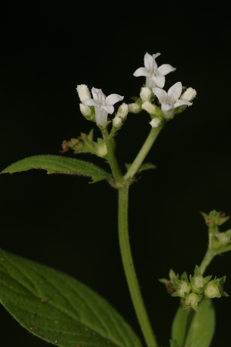 Carlemannia griffithii