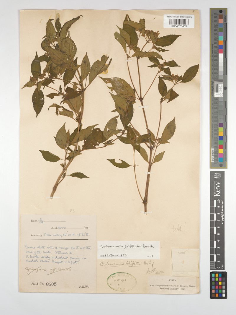 Carlemannia griffithii photo 2