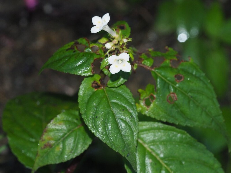 Carlemannia tetragona