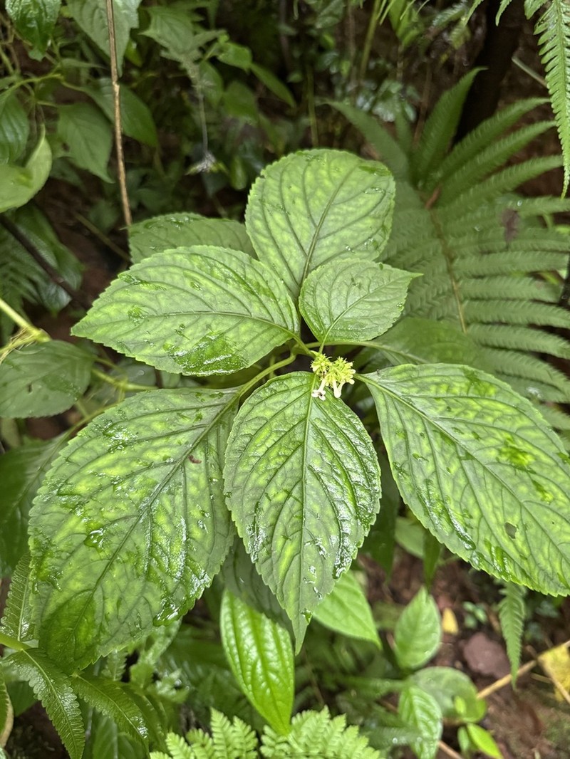 Carlemannia tetragona photo 2