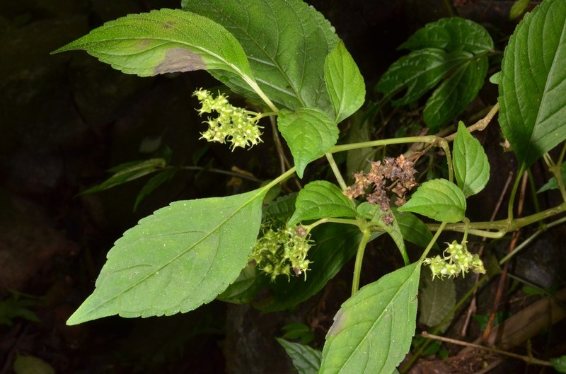 Carlemannia tetragona photo 3