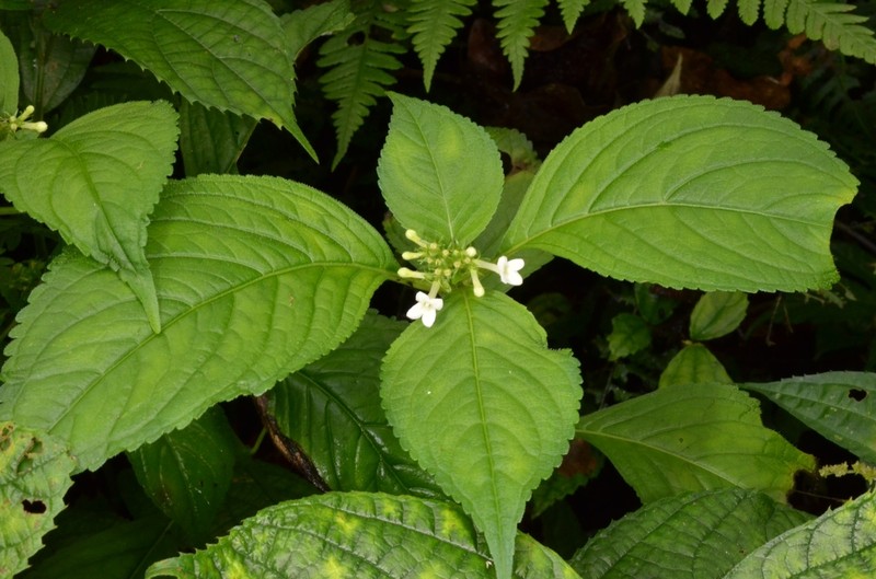 Carlemannia tetragona photo 4