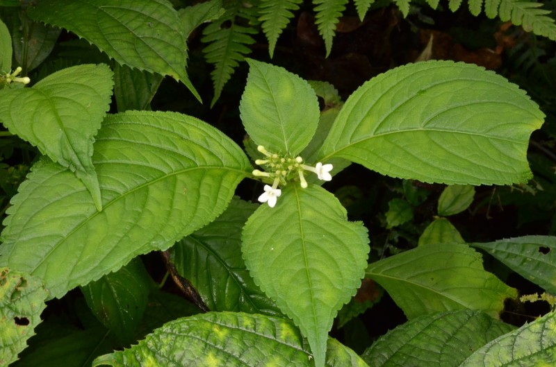Carlemannia tetragona photo 6