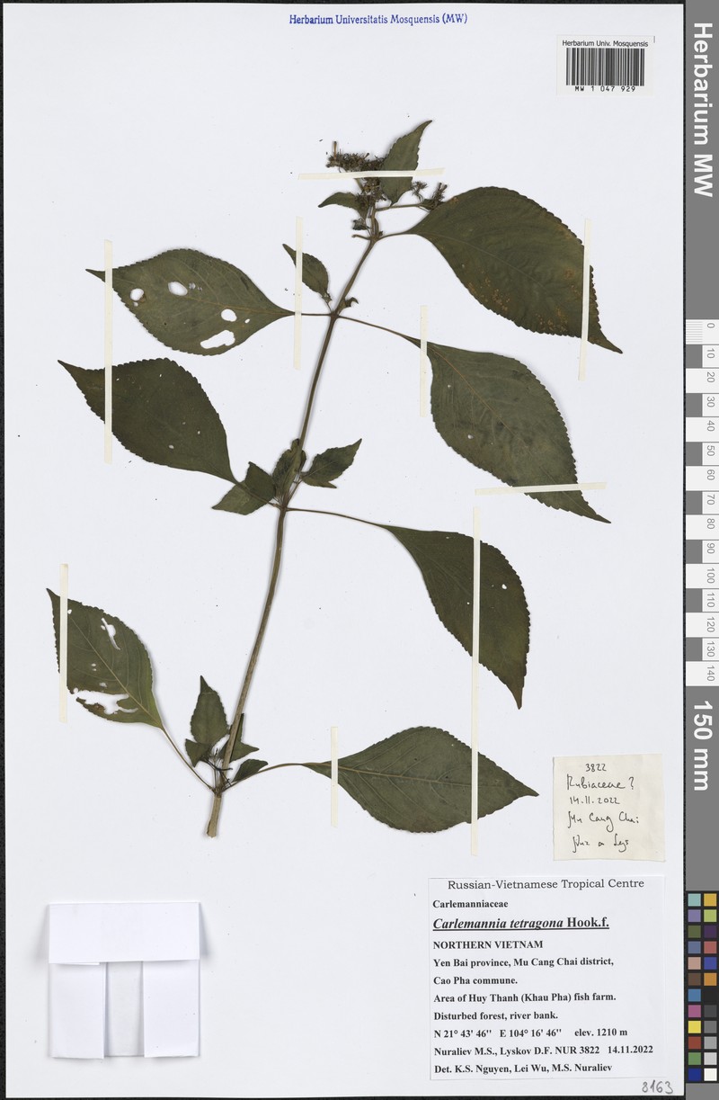Carlemannia tetragona photo 7