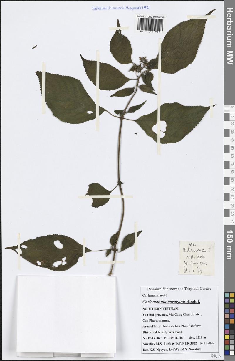 Carlemannia tetragona photo 8