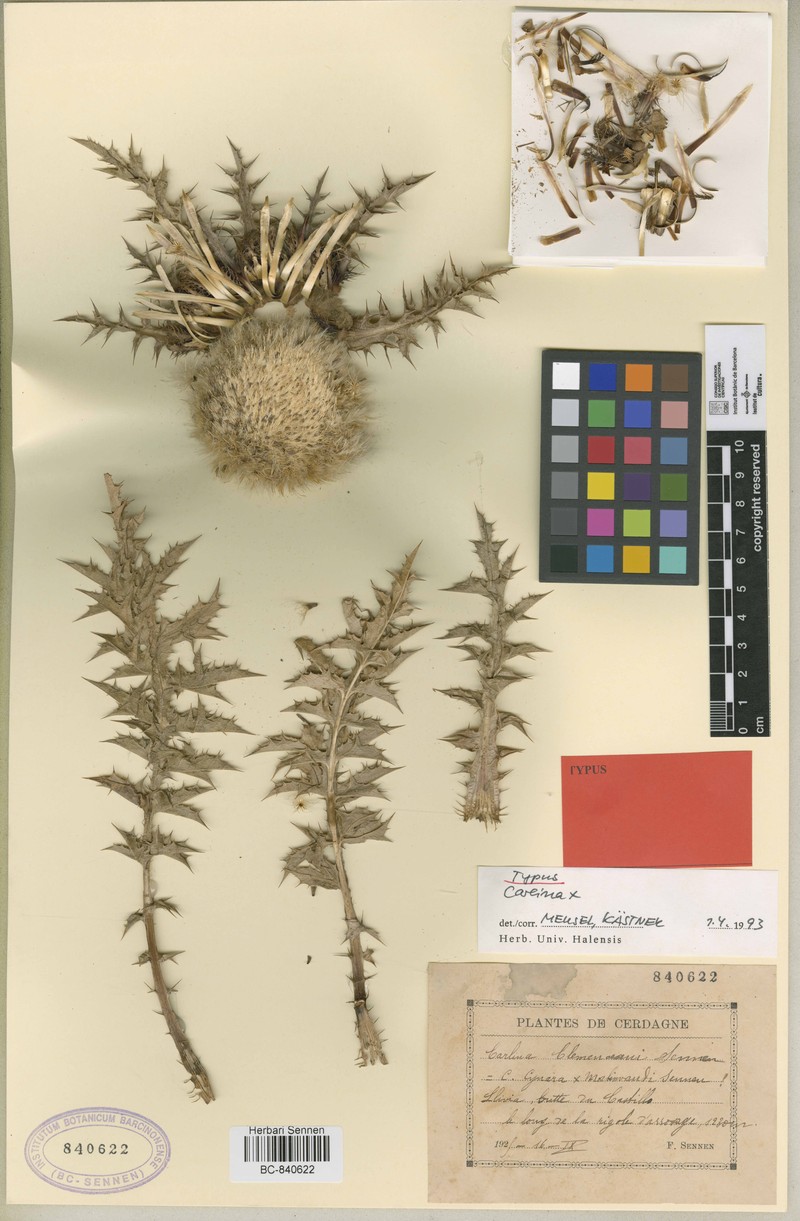 Carlina × vayredae nothosubsp. vayredae