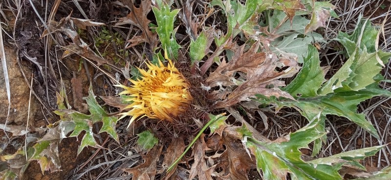 Carlina acanthifolia