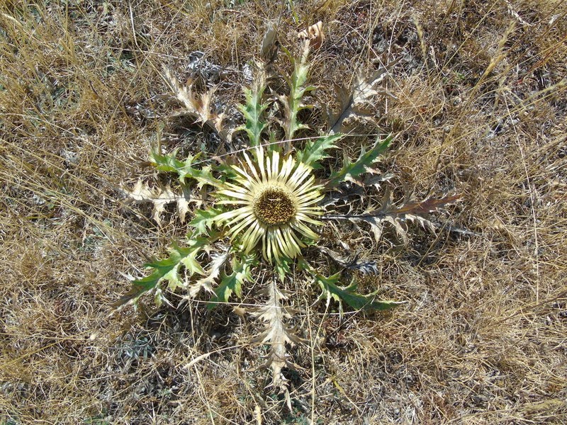 Carlina acanthifolia photo 2