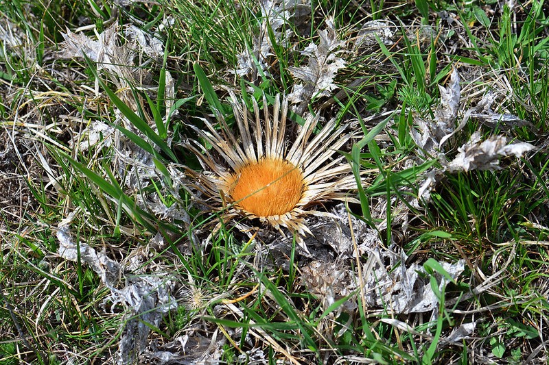 Carlina acanthifolia photo 3