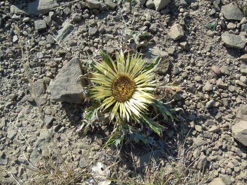 Carlina acanthifolia photo 4