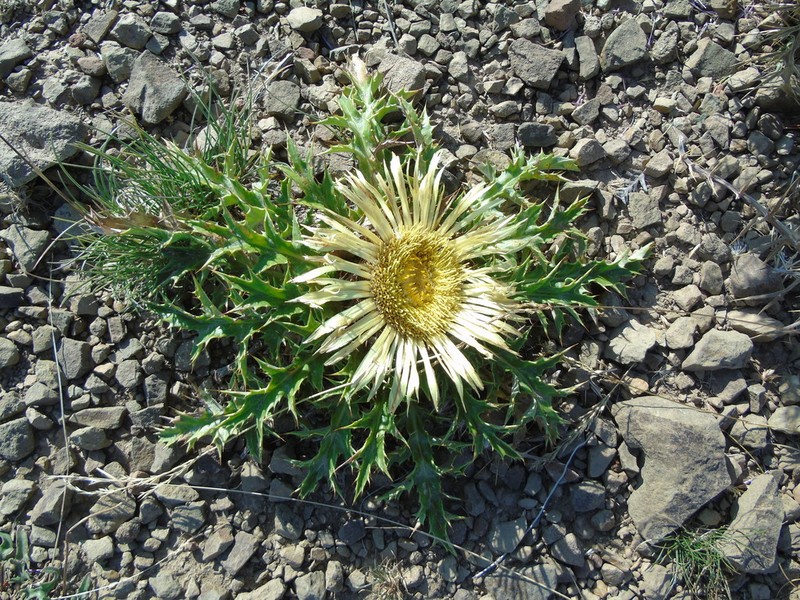 Carlina acanthifolia photo 5