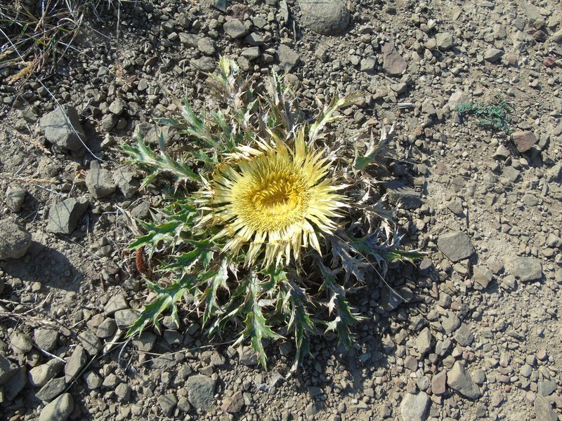 Carlina acanthifolia photo 6