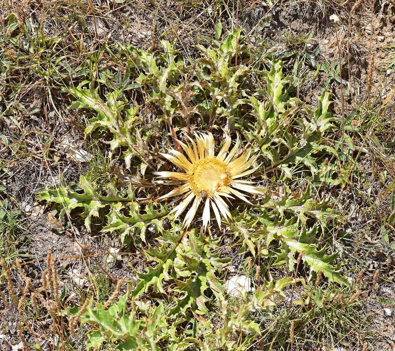 Carlina acanthifolia photo 7
