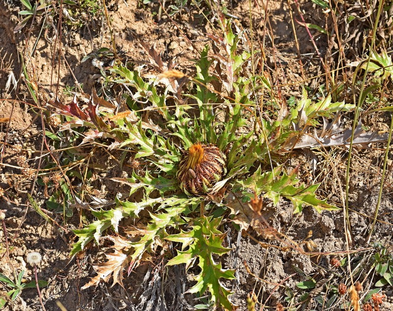 Carlina acanthifolia photo 8
