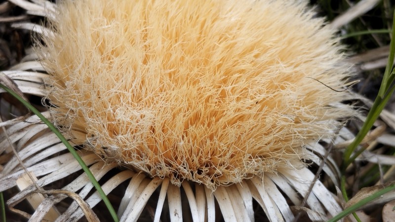 Carlina acanthifolia subsp. acanthifolia