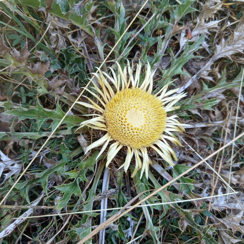 Carlina acanthifolia subsp. acanthifolia photo 2