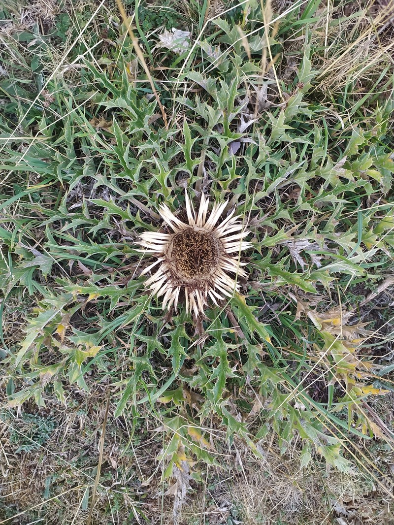 Carlina acanthifolia subsp. acanthifolia photo 3