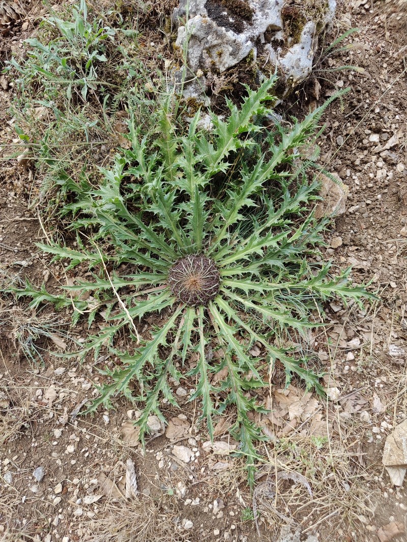 Carlina acanthifolia subsp. acanthifolia photo 4