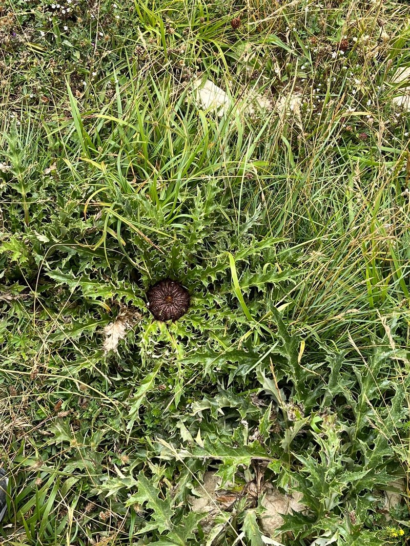 Carlina acanthifolia subsp. cynara