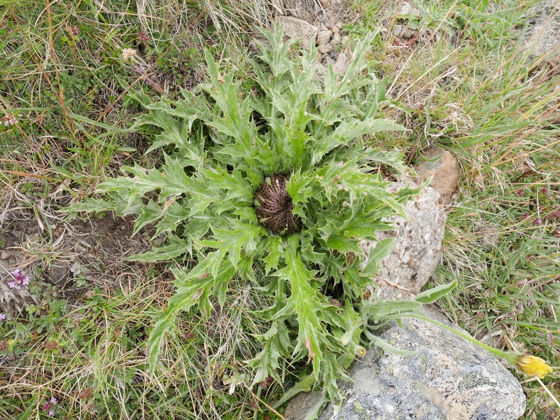 Carlina acanthifolia subsp. cynara photo 2