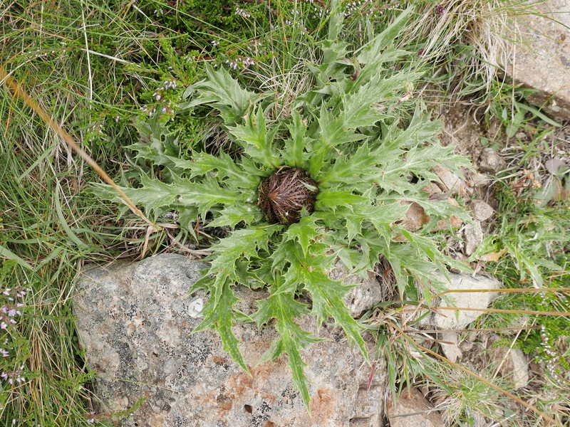 Carlina acanthifolia subsp. cynara photo 3