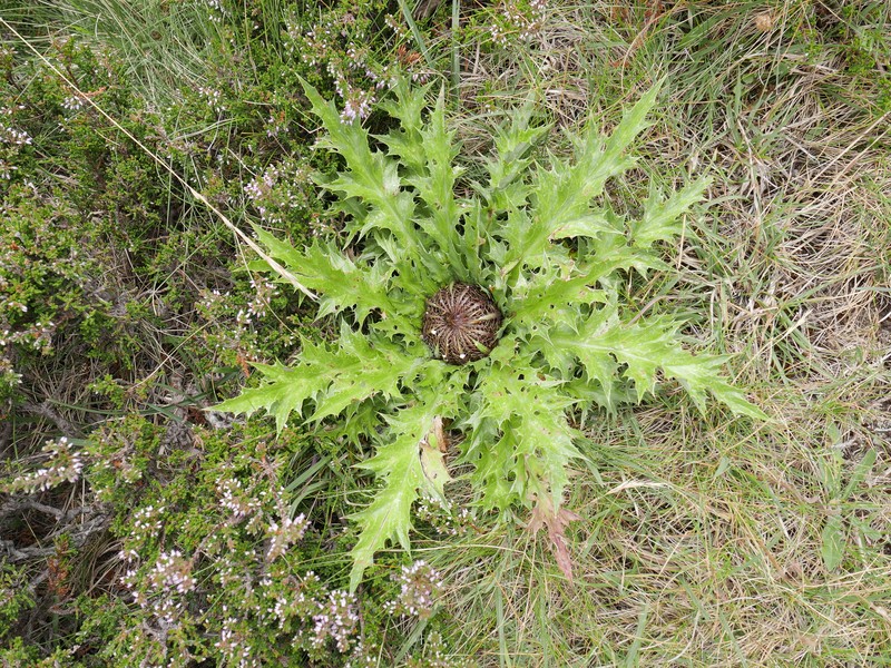 Carlina acanthifolia subsp. cynara photo 4