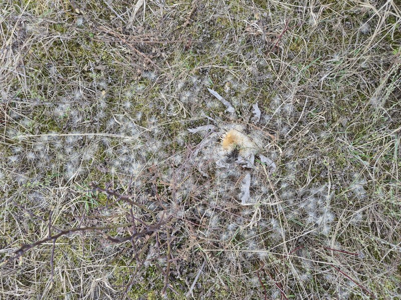 Carlina acanthifolia subsp. utzka photo 2