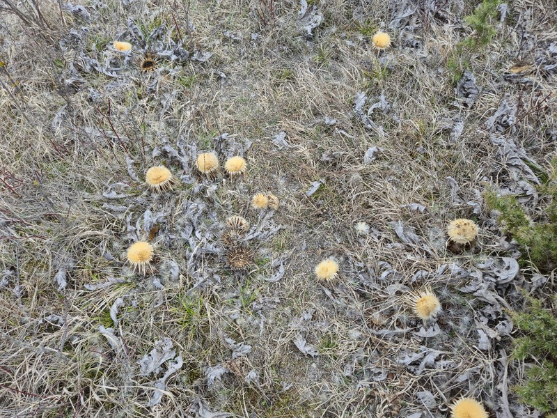 Carlina acanthifolia subsp. utzka photo 3