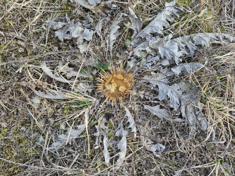 Carlina acanthifolia subsp. utzka photo 4